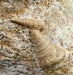 Large Ammonite Plate Three Species - France #10020-4